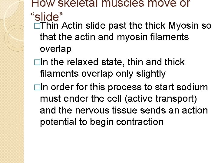 How skeletal muscles move or “slide” �Thin Actin slide past the thick Myosin so