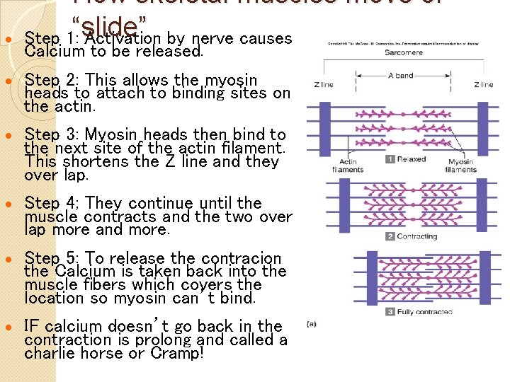 · How skeletal muscles move or Step 1: “slide” Activation by nerve causes Calcium