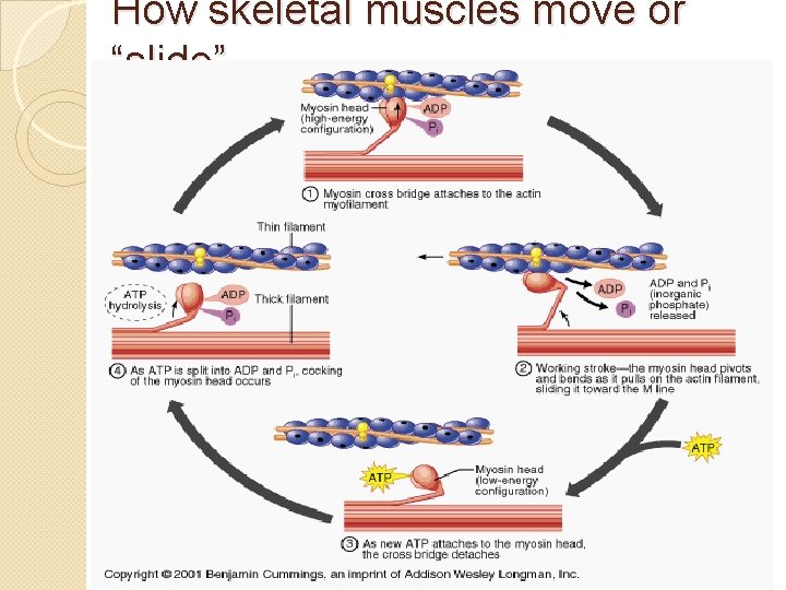 How skeletal muscles move or “slide” 