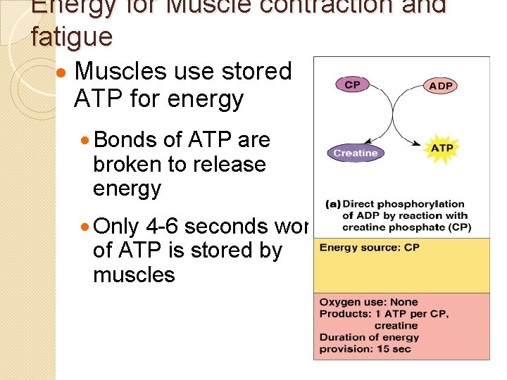 Energy for Muscle contraction and fatigue · Muscles use stored ATP for energy ·