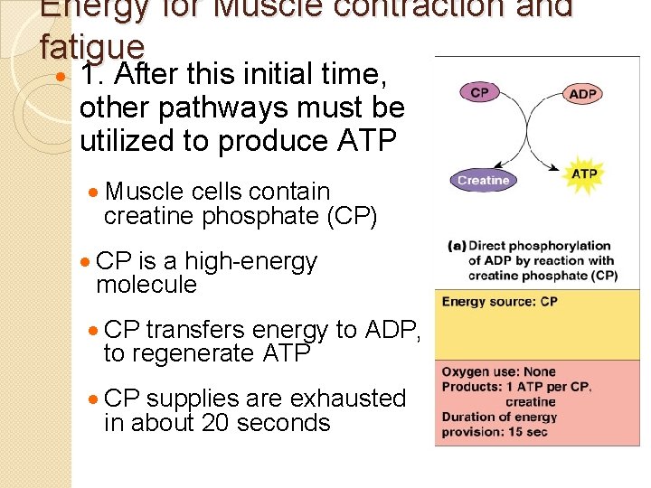 Energy for Muscle contraction and fatigue · 1. After this initial time, other pathways