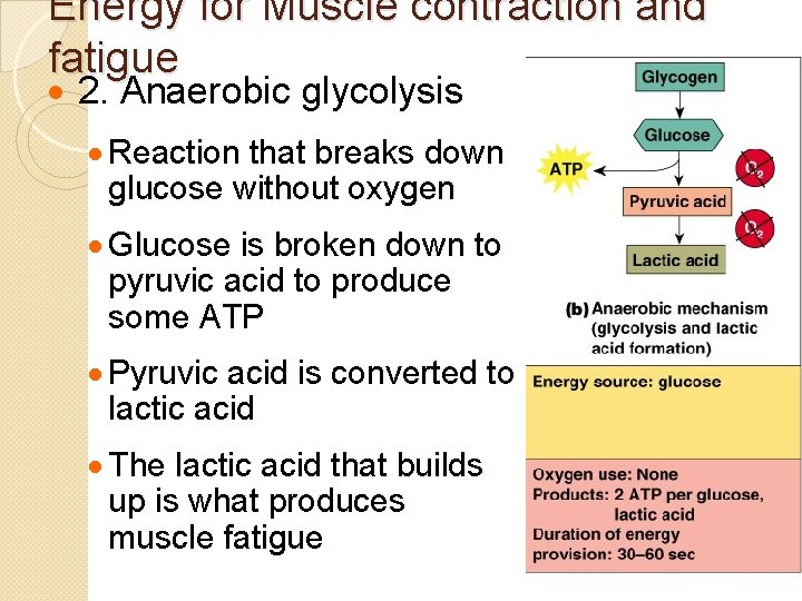 Energy for Muscle contraction and fatigue · 2. Anaerobic glycolysis · Reaction that breaks