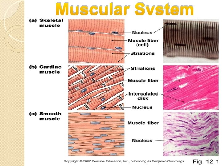Muscular System · Muscles are responsible for all types of body movement – they