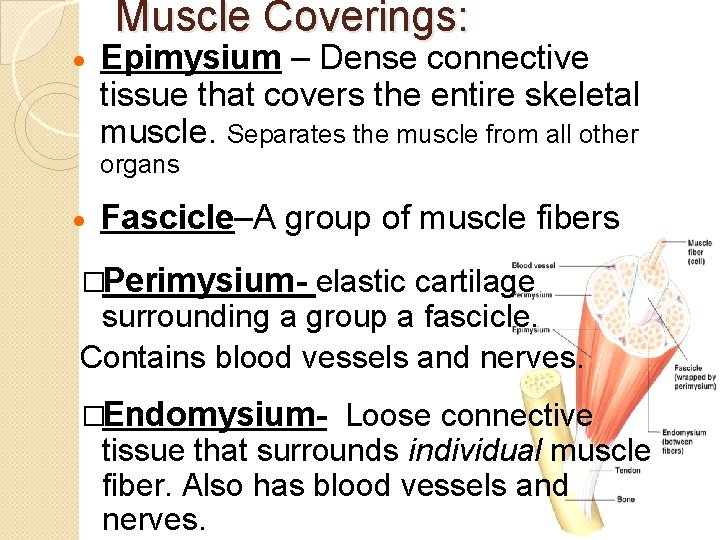 · Muscle Coverings: Epimysium – Dense connective tissue that covers the entire skeletal muscle.