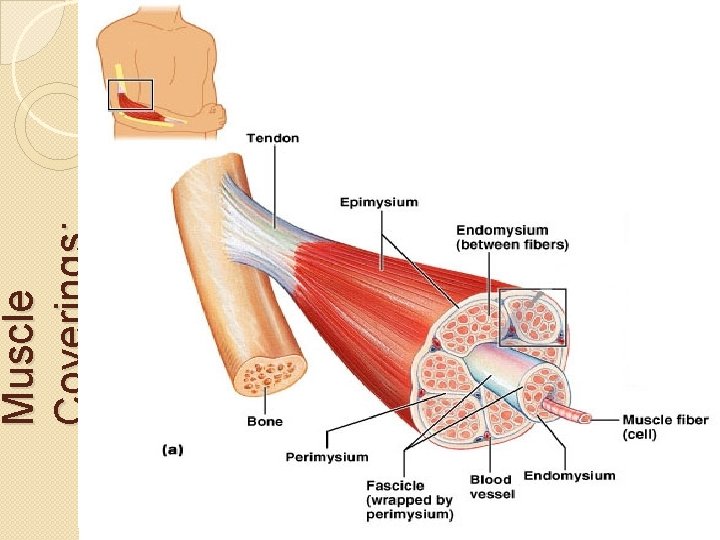 Muscle Coverings: 
