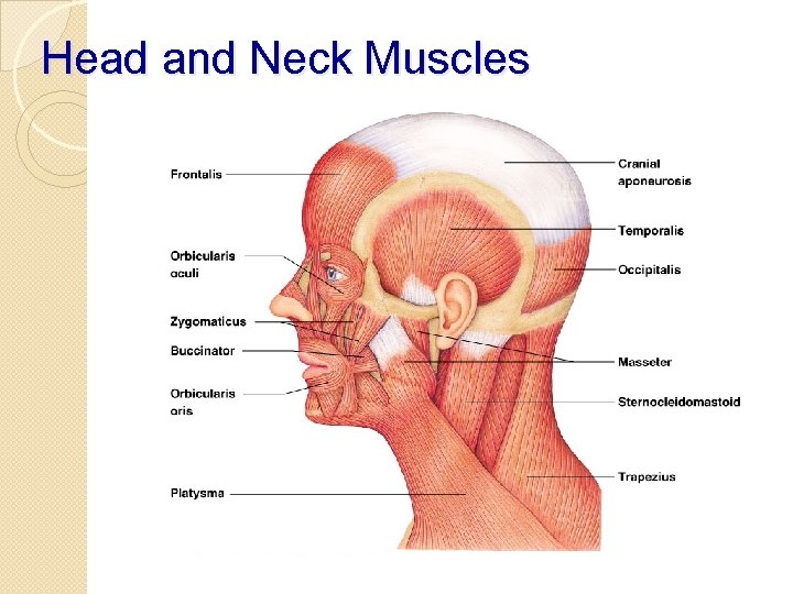 Head and Neck Muscles 