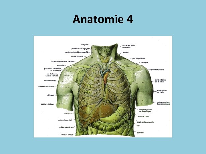 Anatomie 4 