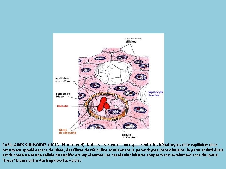 CAPILLAIRES SINUSOÏDES (UCLB - N. Vacheret). Notons l'existence d'un espace entre les hépatocytes et