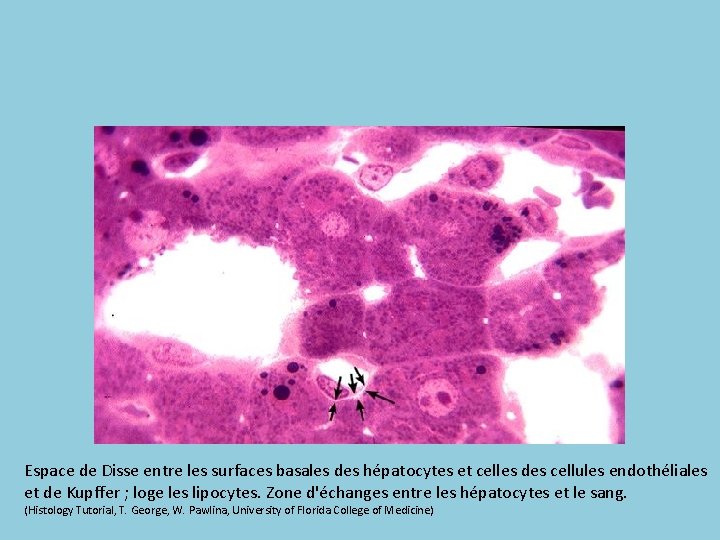 Espace de Disse entre les surfaces basales des hépatocytes et celles des cellules endothéliales