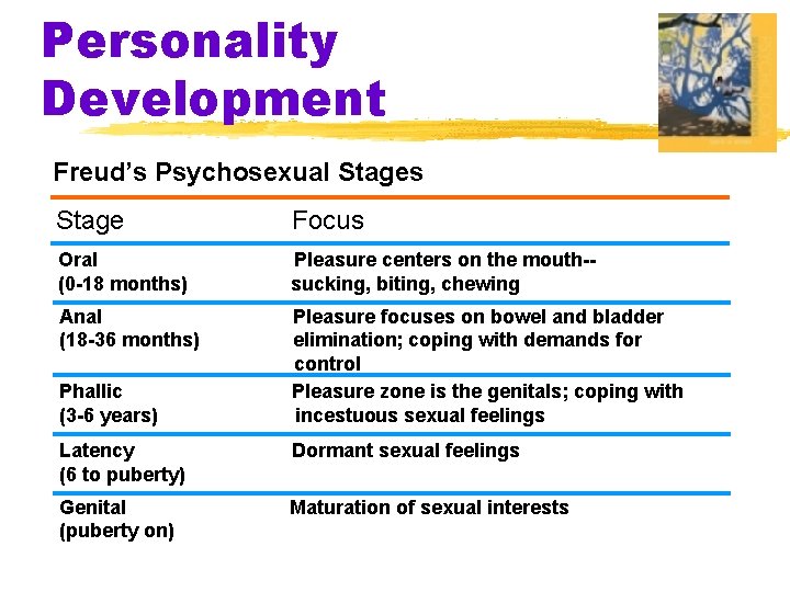 Personality Development Freud’s Psychosexual Stages Stage Focus Oral (0 -18 months) Pleasure centers on
