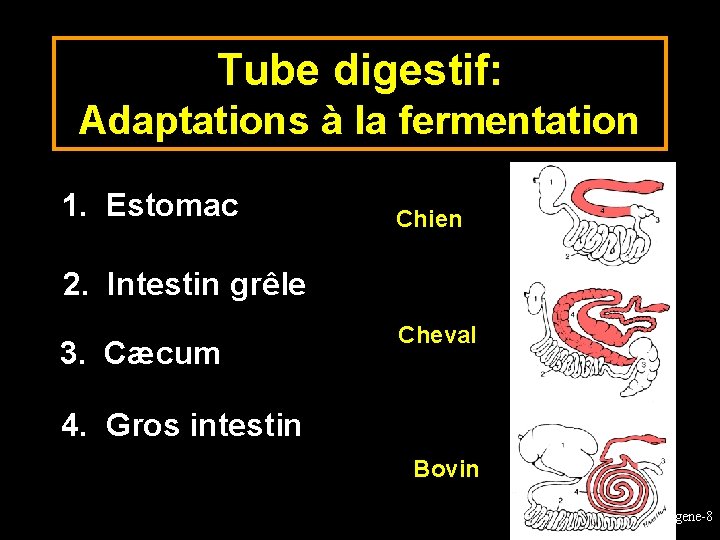 Tube digestif: Adaptations à la fermentation 1. Estomac Chien 2. Intestin grêle 3. Cæcum