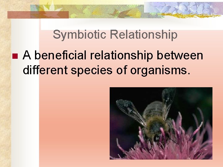 Symbiotic Relationship n A beneficial relationship between different species of organisms. 