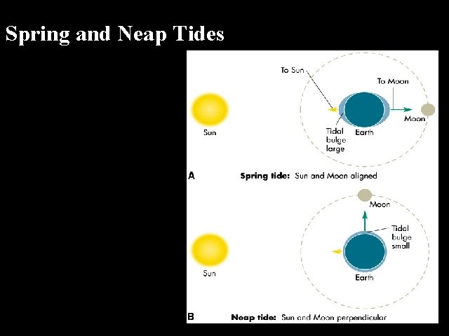 Spring and Neap Tides 