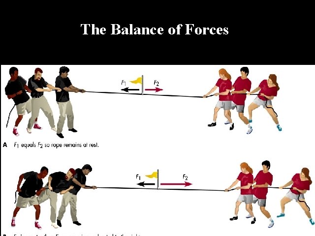 The Balance of Forces 