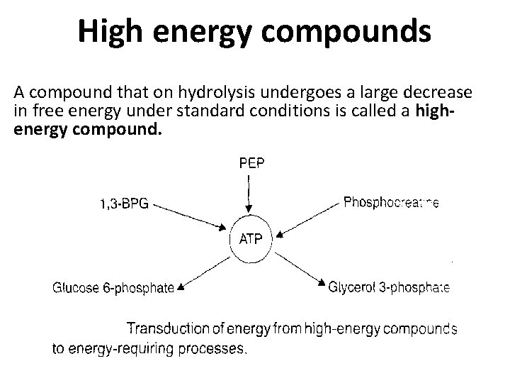 High energy compounds A compound that on hydrolysis undergoes a large decrease in free