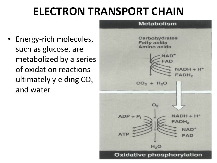 ELECTRON TRANSPORT CHAIN • Energy-rich molecules, such as glucose, are metabolized by a series