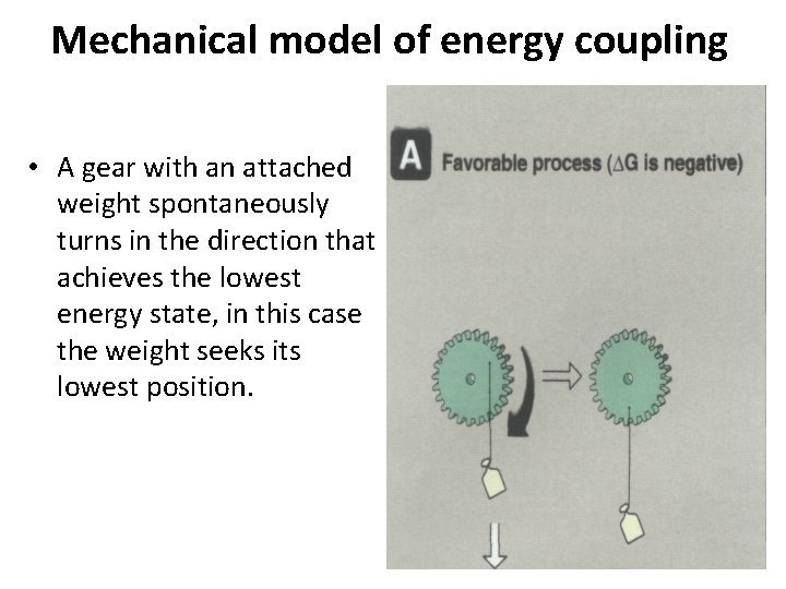 Mechanical model of energy coupling • A gear with an attached weight spontaneously turns