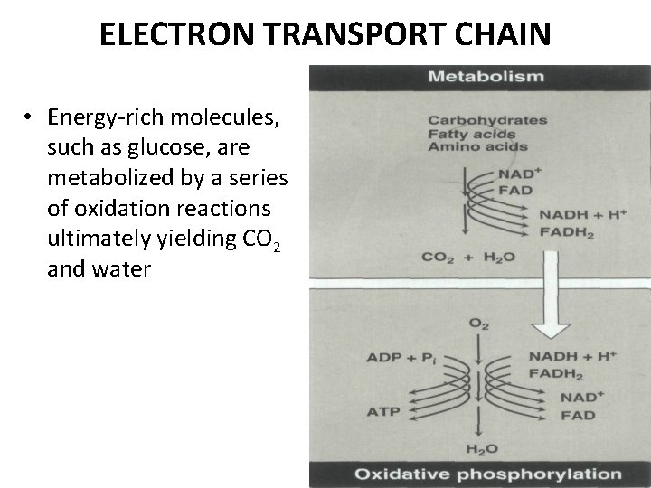 ELECTRON TRANSPORT CHAIN • Energy-rich molecules, such as glucose, are metabolized by a series