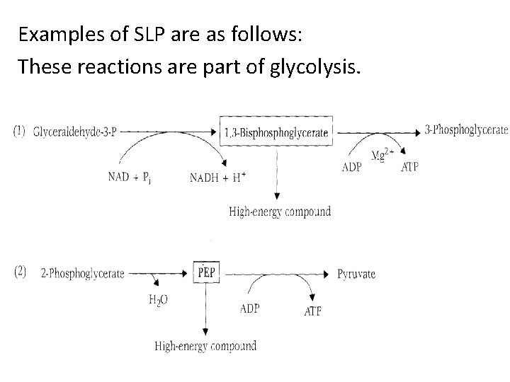 Examples of SLP are as follows: These reactions are part of glycolysis. 