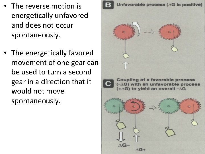  • The reverse motion is energetically unfavored and does not occur spontaneously. •