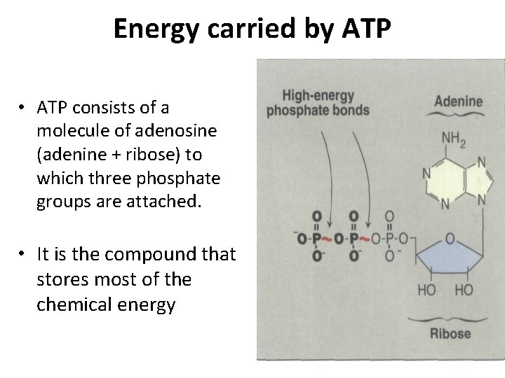 Energy carried by ATP • ATP consists of a molecule of adenosine (adenine +