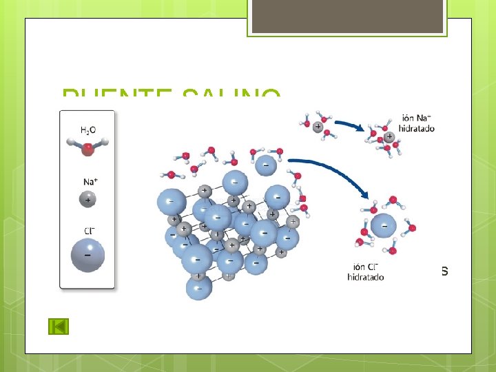 PUENTE SALINO Enlace iónico en agua: los iones (K+, Na+, Cl +) interactúan entre