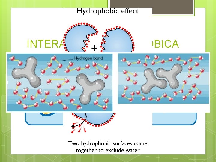 INTERACCIÓN HIDROFÓBICA No son electrostáticas. Entre moléculas y grupos funcionales no polares. No hay