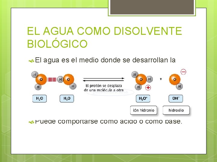 EL AGUA COMO DISOLVENTE BIOLÓGICO El agua es el medio donde se desarrollan la