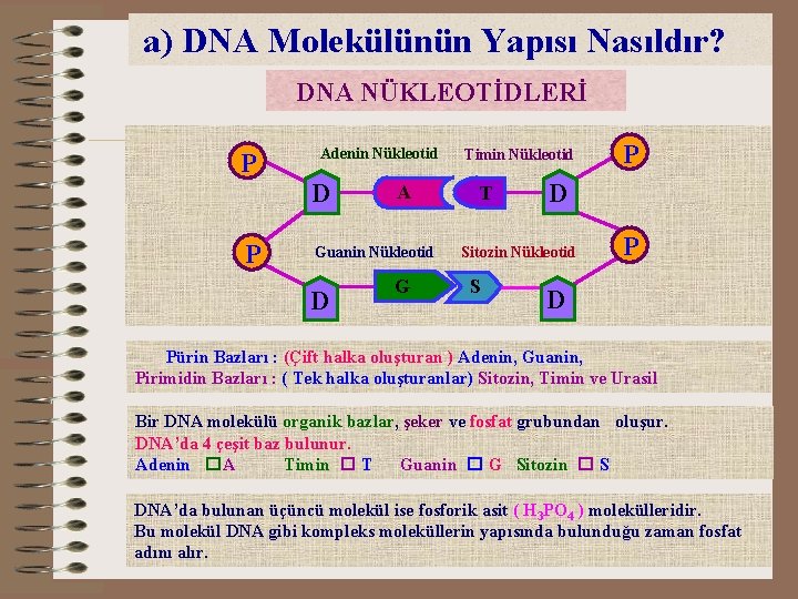 a) DNA Molekülünün Yapısı Nasıldır? DNA NÜKLEOTİDLERİ P Adenin Nükleotid D P A Guanin