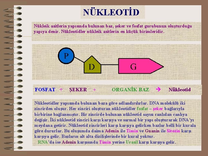 NÜKLEOTİD Nükleik asitlerin yapısında bulunan baz, şeker ve fosfat gurubunun oluşturduğu yapıya denir. Nükleotidler