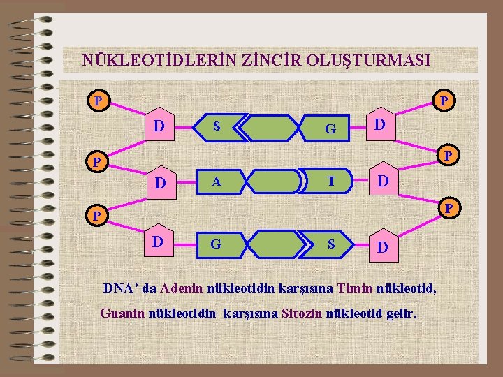 NÜKLEOTİDLERİN ZİNCİR OLUŞTURMASI P P D S G D P P D A T