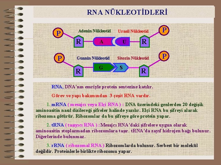 RNA NÜKLEOTİDLERİ P Adenin Nükleotid R P A Guanin Nükleotid R G Urasil Nükleotid