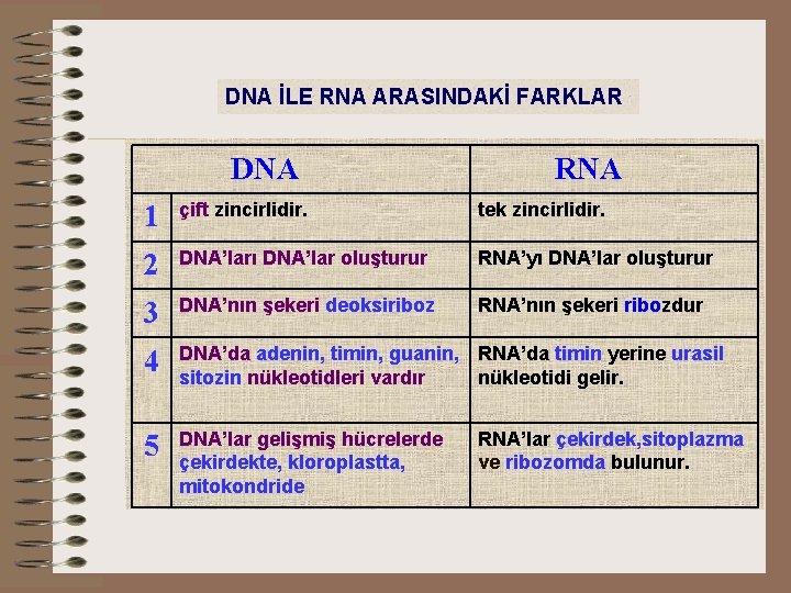 DNA İLE RNA ARASINDAKİ FARKLAR DNA RNA 1 çift zincirlidir. tek zincirlidir. 2 DNA’ları