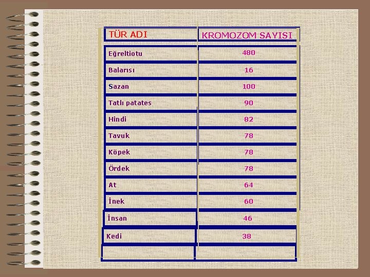 TÜR ADI Eğreltiotu Balarısı Sazan KROMOZOM SAYISI 480 16 100 Tatlı patates 90 Hindi