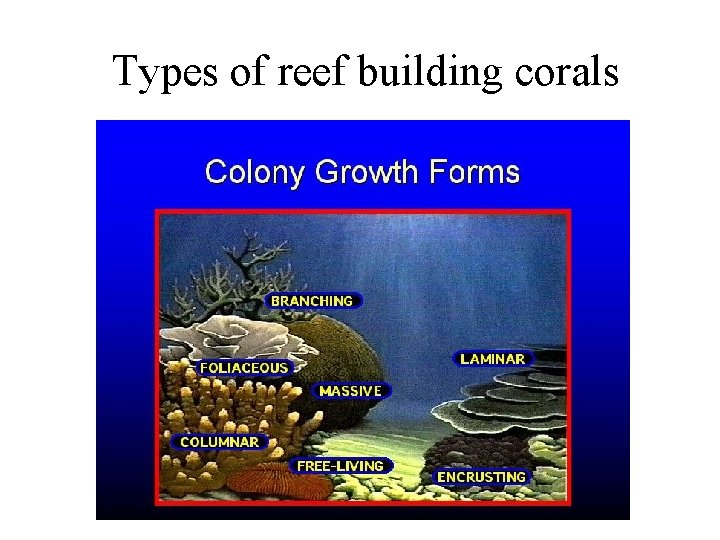Types of reef building corals 