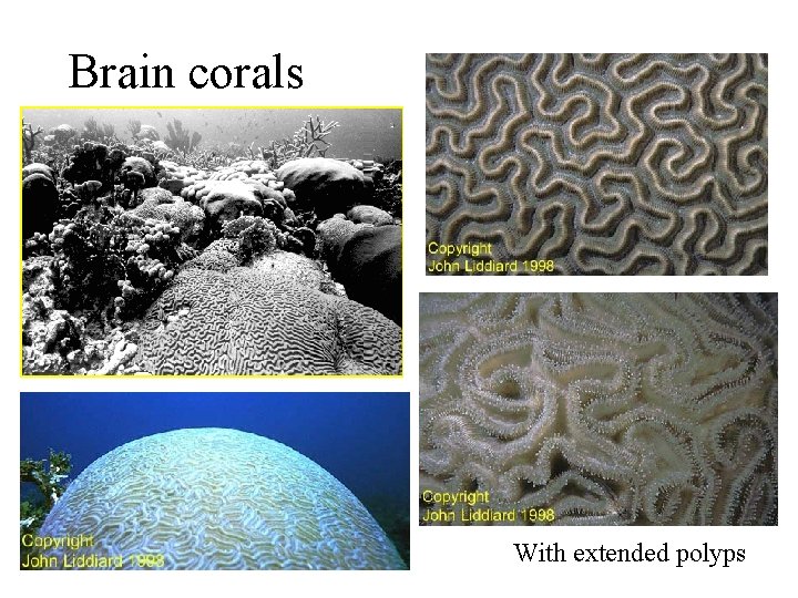 Brain corals With extended polyps 