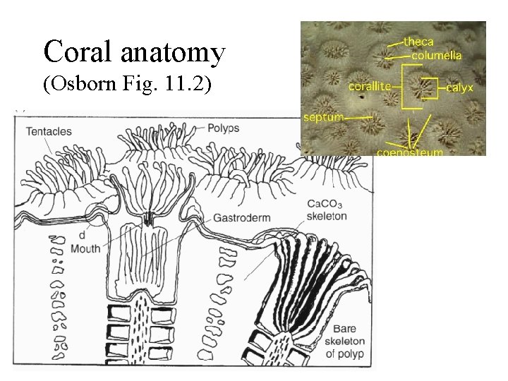 Coral anatomy (Osborn Fig. 11. 2) 