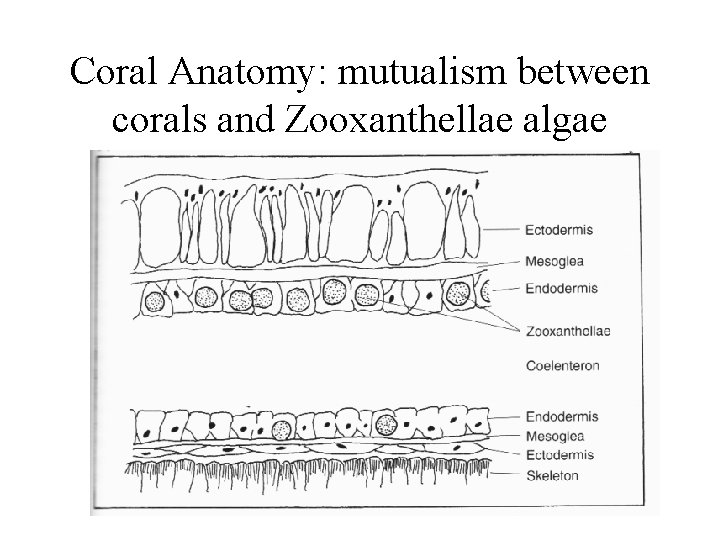 Coral Anatomy: mutualism between corals and Zooxanthellae algae 