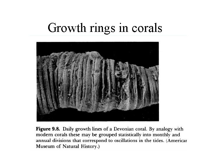Growth rings in corals 