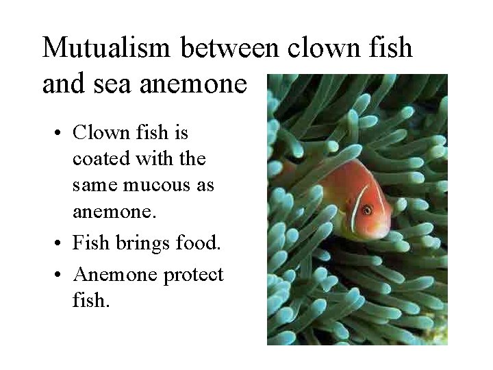 Mutualism between clown fish and sea anemone • Clown fish is coated with the