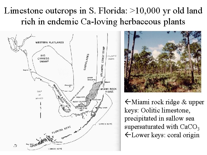 Limestone outcrops in S. Florida: >10, 000 yr old land rich in endemic Ca-loving