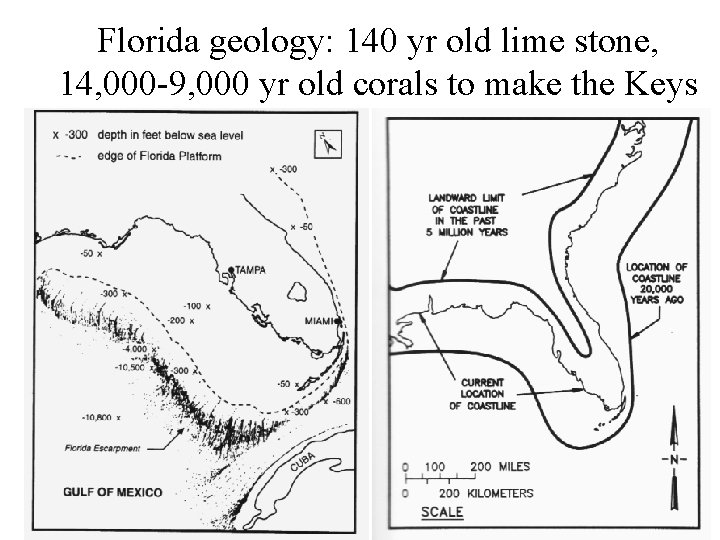 Florida geology: 140 yr old lime stone, 14, 000 -9, 000 yr old corals