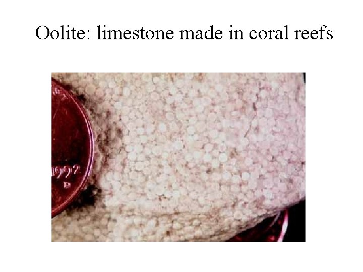 Oolite: limestone made in coral reefs 