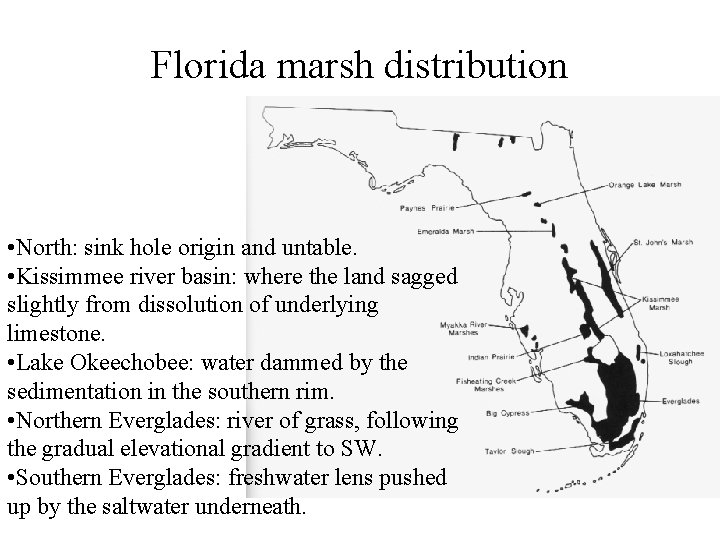 Florida marsh distribution • North: sink hole origin and untable. • Kissimmee river basin: