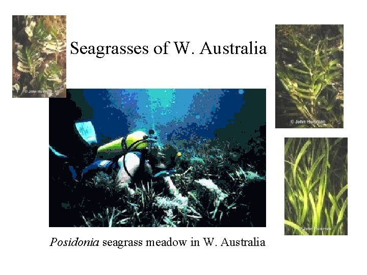 Seagrasses of W. Australia Posidonia seagrass meadow in W. Australia 