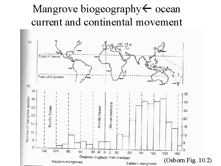 Mangrove biogeography ocean current and continental movement (Osborn Fig. 10. 2) 