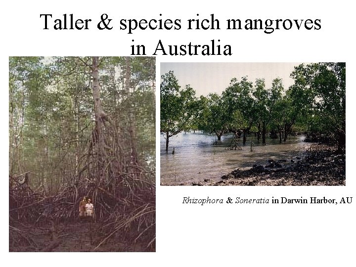 Taller & species rich mangroves in Australia Rhizophora & Soneratia in Darwin Harbor, AU