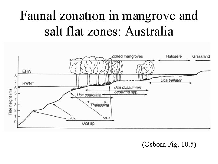 Faunal zonation in mangrove and salt flat zones: Australia (Osborn Fig. 10. 5) 