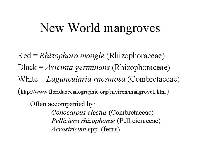 New World mangroves Red = Rhizophora mangle (Rhizophoraceae) Black = Avicinia germinans (Rhizophoraceae) White