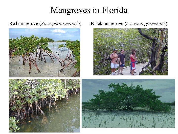 Mangroves in Florida Red mangrove (Rhizophora mangle) Black mangrove (Avicenia germinans) 